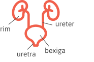 rim uretra bexiga